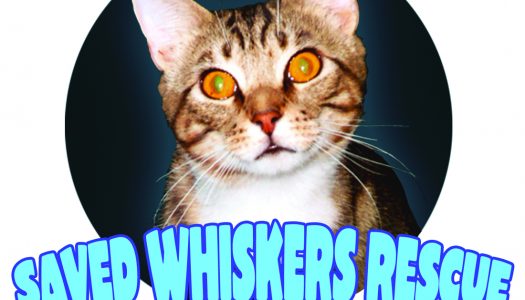Dynamite And Groupees.com Comic Bundle Benefits ‘Saved Whiskers Rescue’