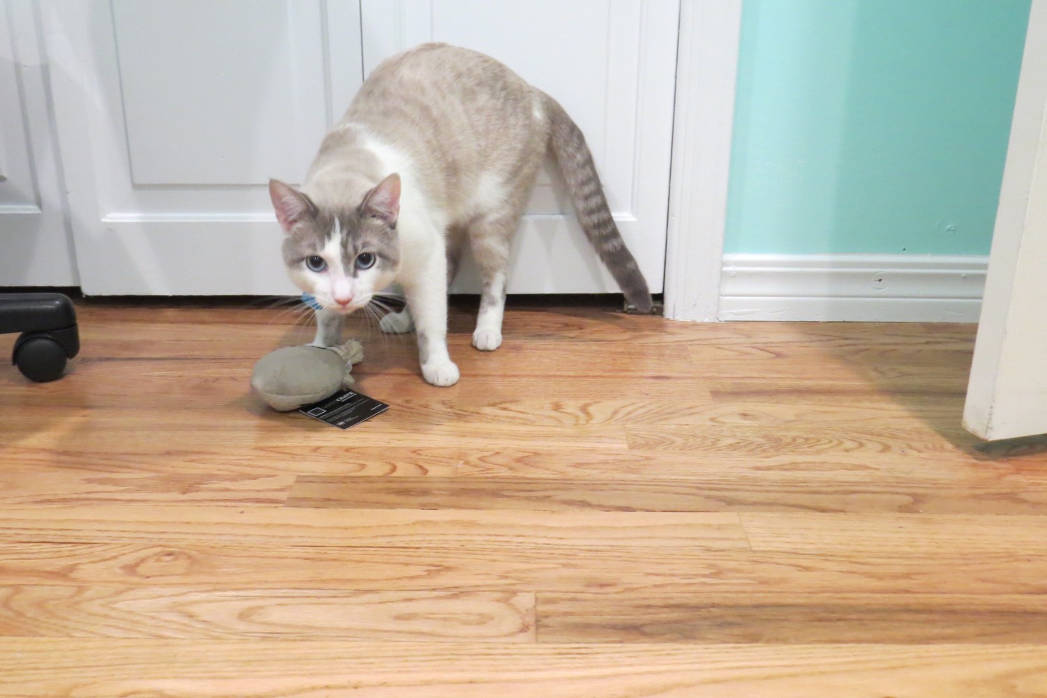 Romeo Blue guarding his zombie head toy.